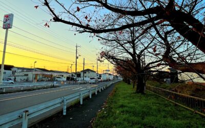 2024.12.4 日々の日常感を感じる瞬間！- 近所の桜並木