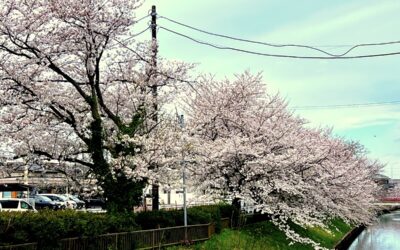 2025.4.6 今年も近所の桜の定点観測！