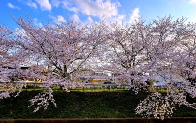2025.4.9 リベンジ – 今年も近所の桜の定点観測！