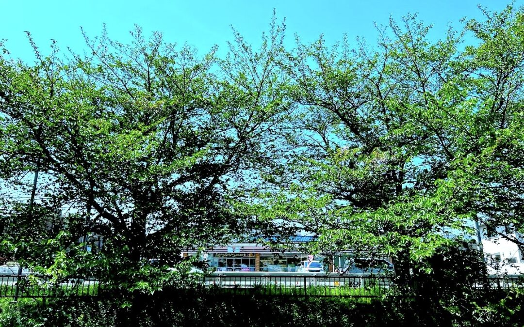 2025.4.27 近所のルーチン・ウオーキング – やっぱり、桜って良いなあ！(再度)