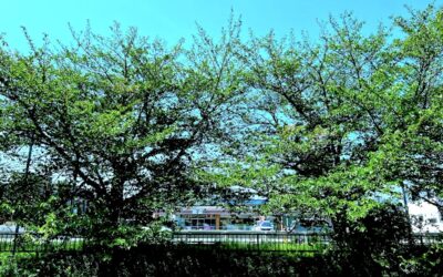 2025.4.27 近所のルーチン・ウオーキング – やっぱり、桜って良いなあ！(再度)