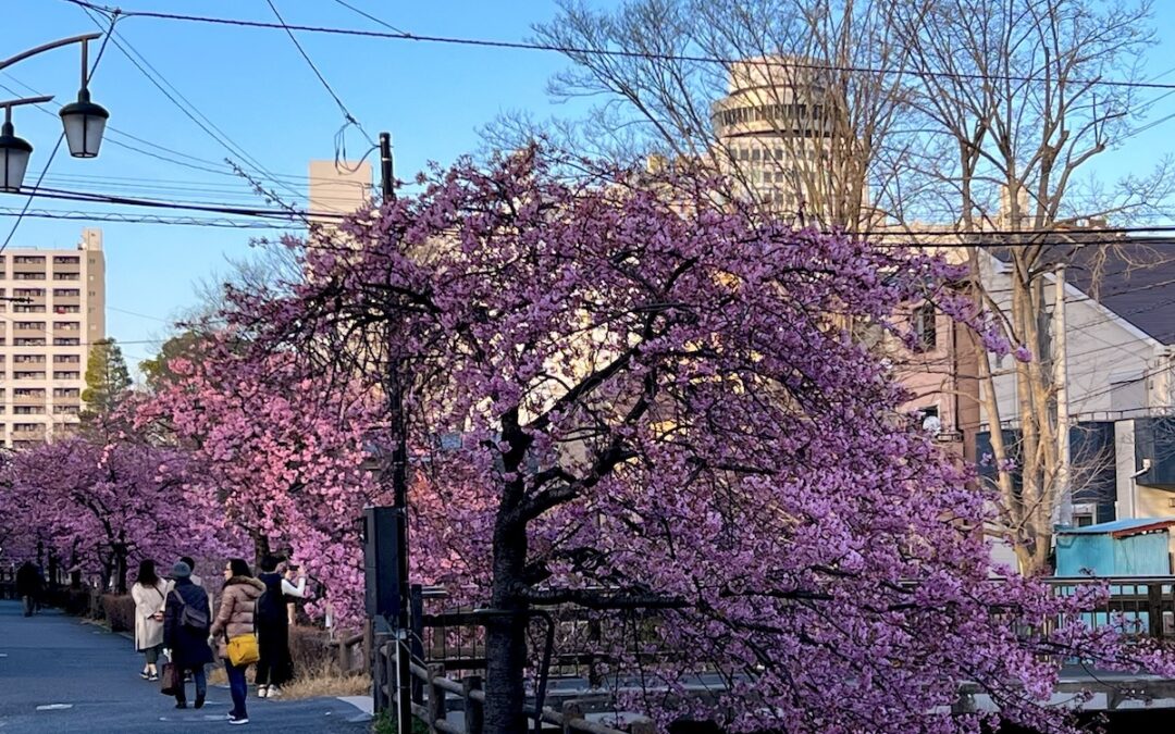 2023.2.24 松戸の新たな名所、河津桜