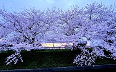 2024.4.8 近所のルーチン・ウオーキング – やっぱり、桜って良いなあ！