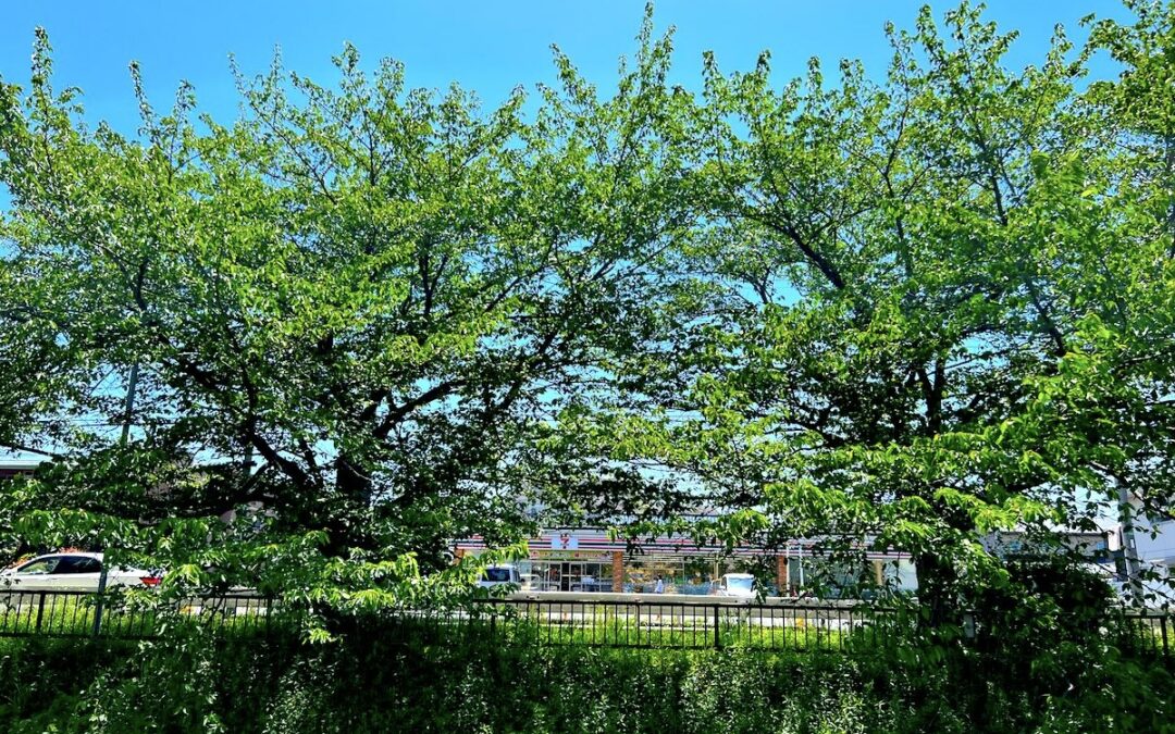 2024.5.3 近所のルーチン・ウオーキング – やっぱり、桜って良いなあ！(再)