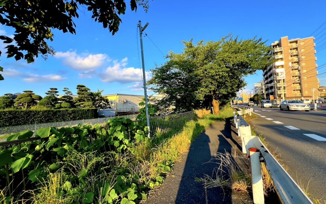 2024.6.29 近所のルーチン・ウオーキング – 桜並木、自然の恵みに感謝