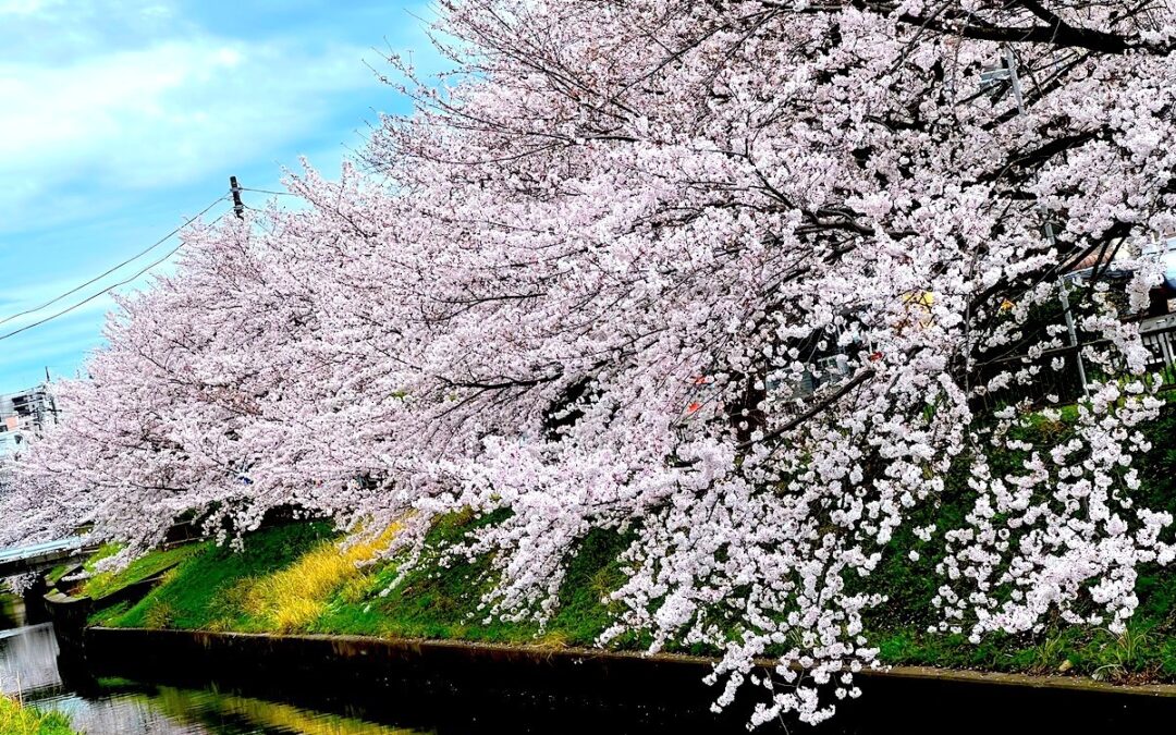 2023.3.24 今年も近所のSAKURA WALKING & JOGGING