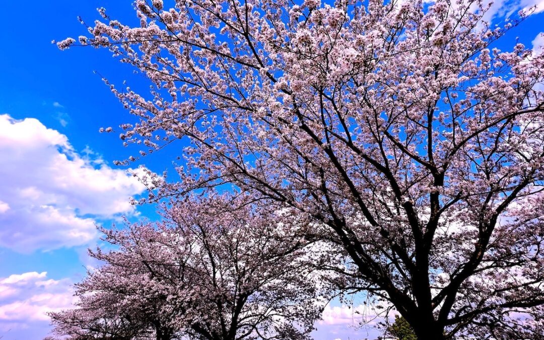 2023.3.30 江戸川土手の桜、満開！
