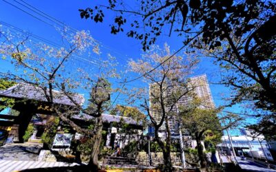 2023.10.17 いつもの日暮里、御殿坂からの眺め…