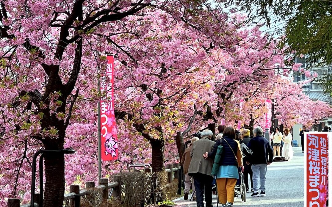 2026.3.6：市内散策 – 松戸宿坂川 河津桜まつり