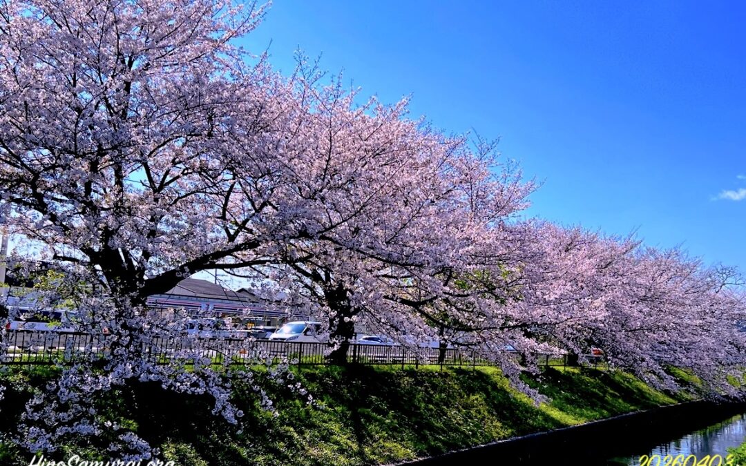 2026.4.3 今年も近所の桜の定点観測！